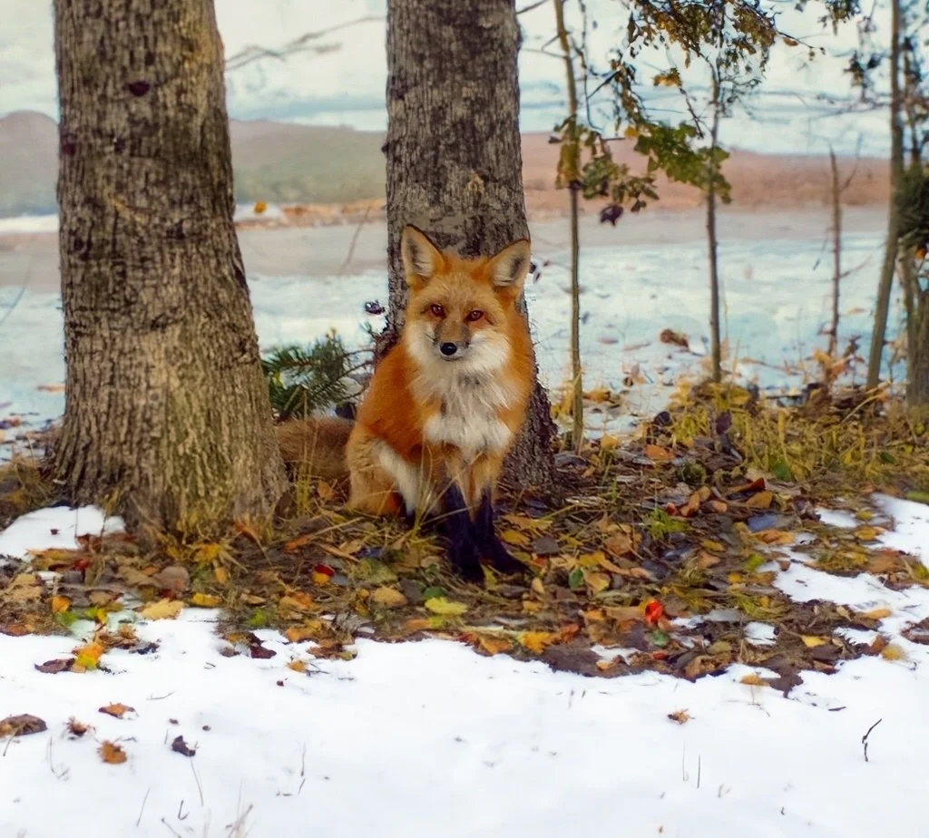 WinterFox.JPG