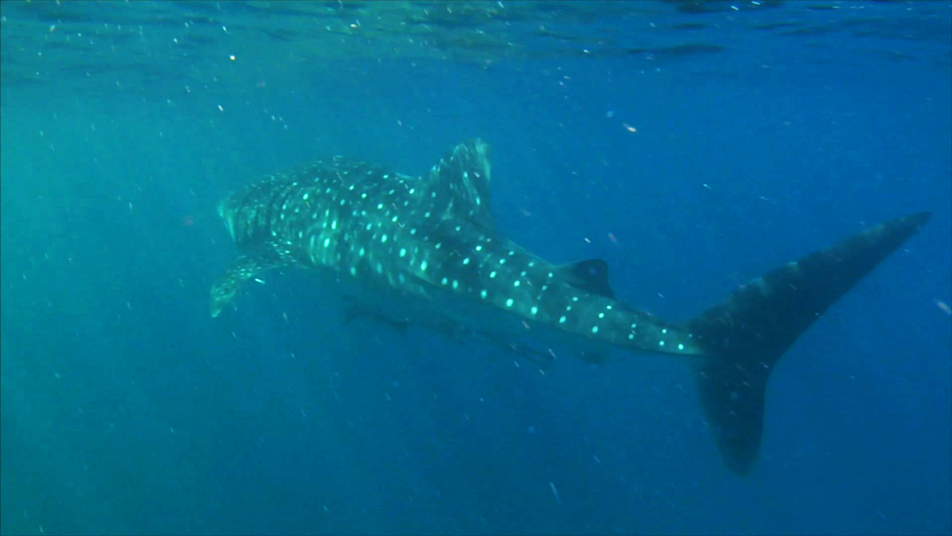 Whale Shark copy.jpg