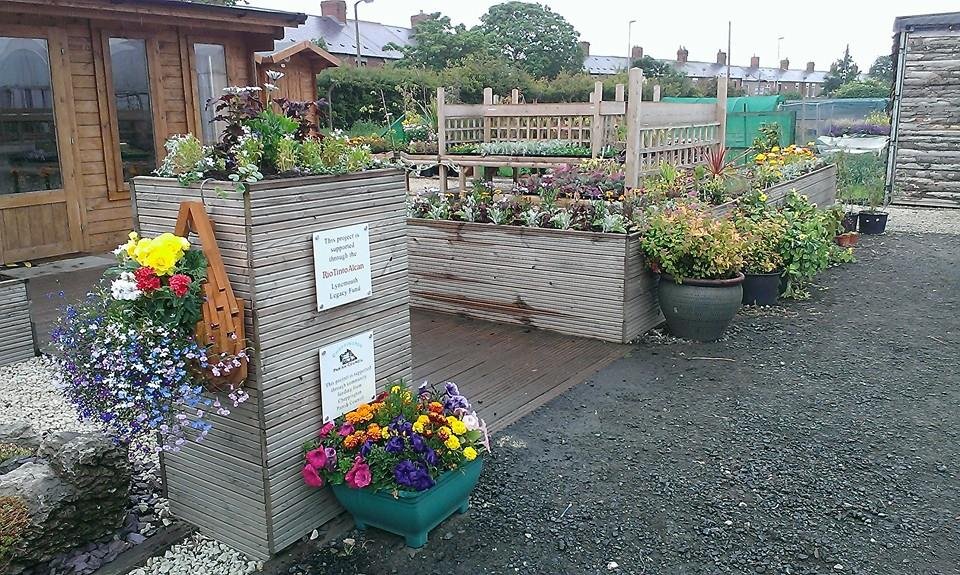 Stakeford Nurseries — Blyth Star
