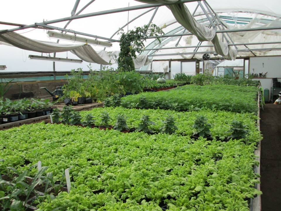 Nurseries - Polytunnel Green Plants.jpg