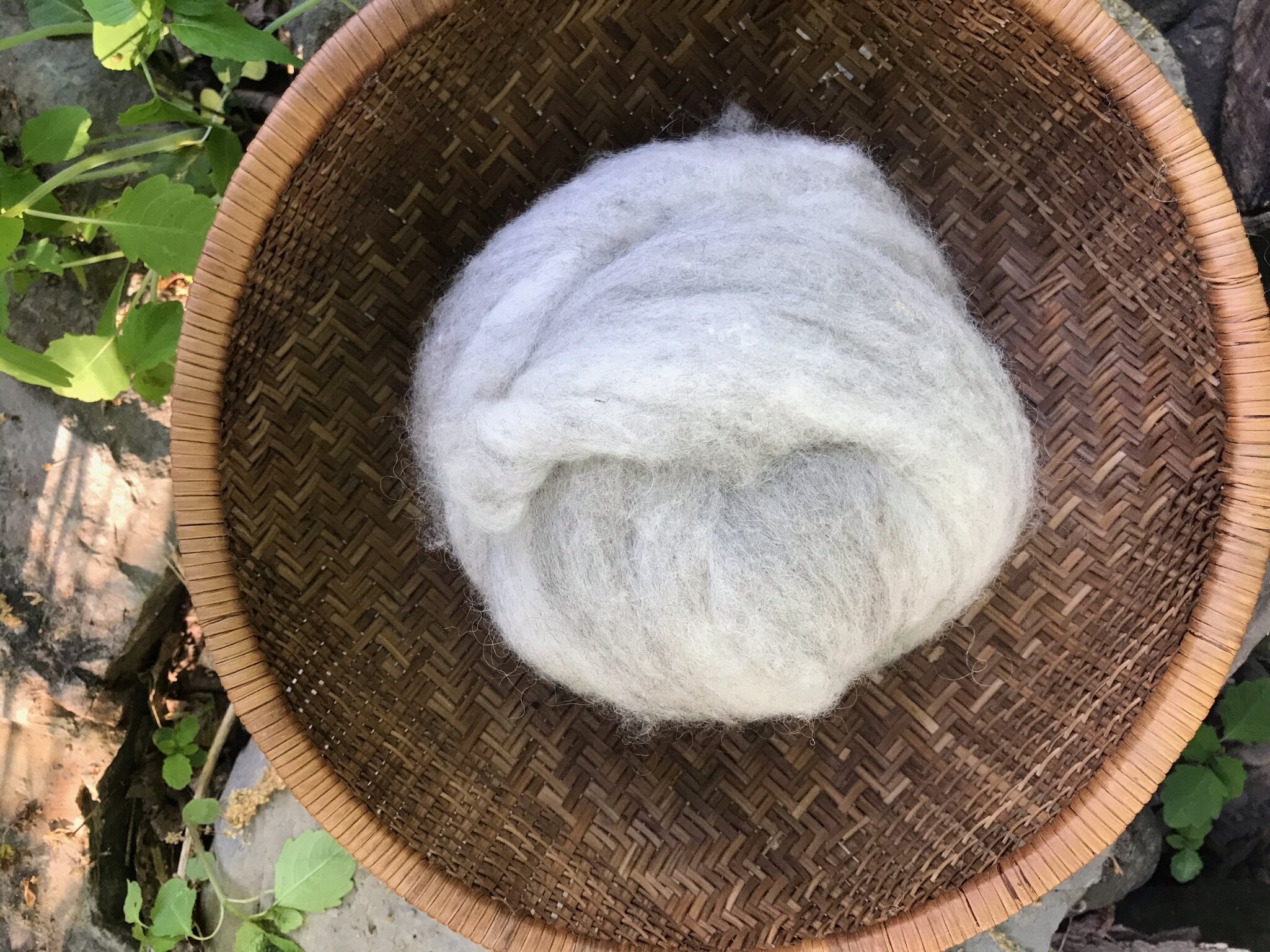 4 oz Jacob Fiber Roving, For Spinning, Felting and other Fiber Arts —  Forget Me Not Farm