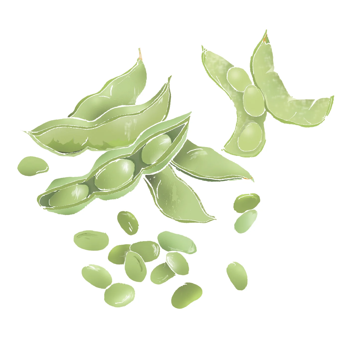 E - Edamame