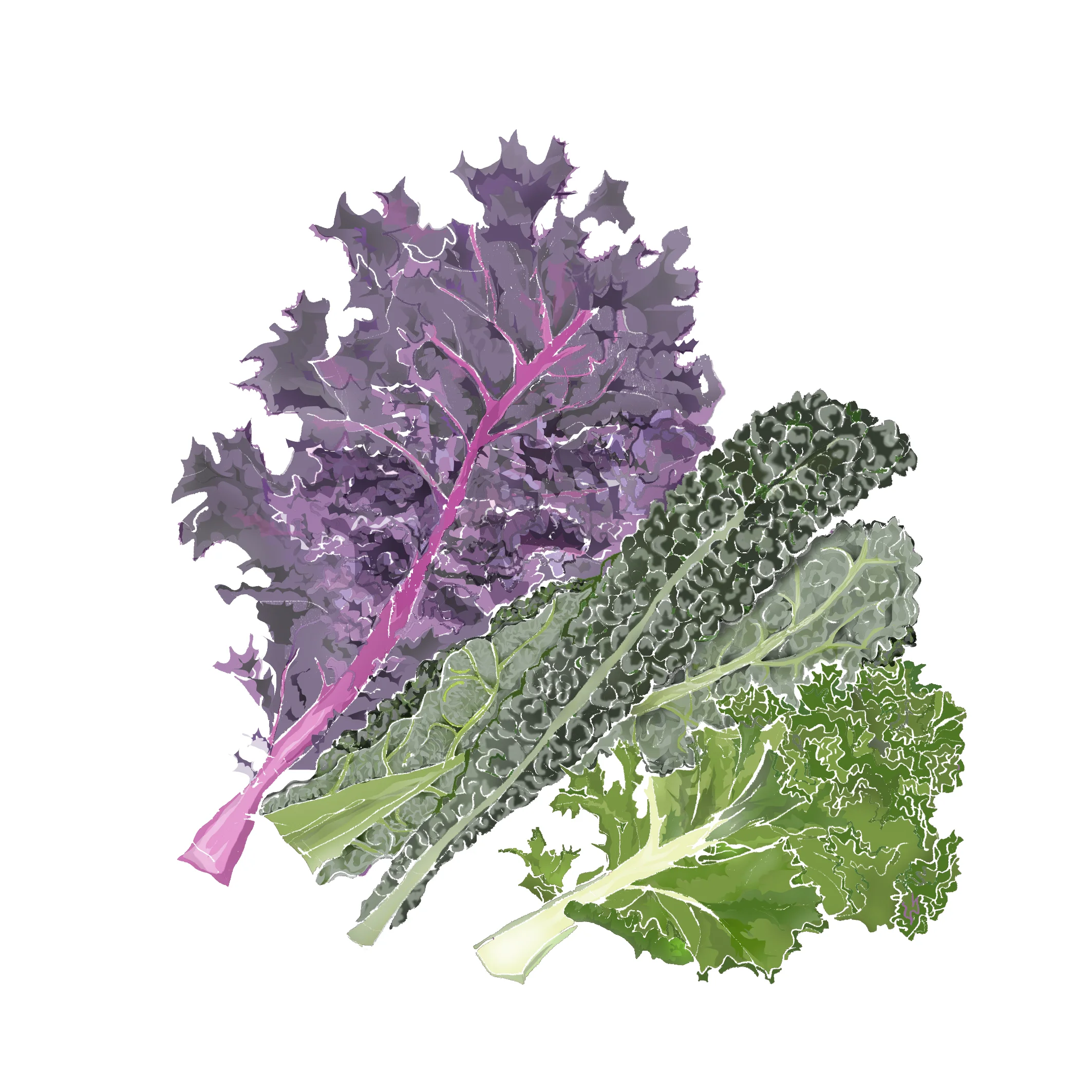 K - Kale
