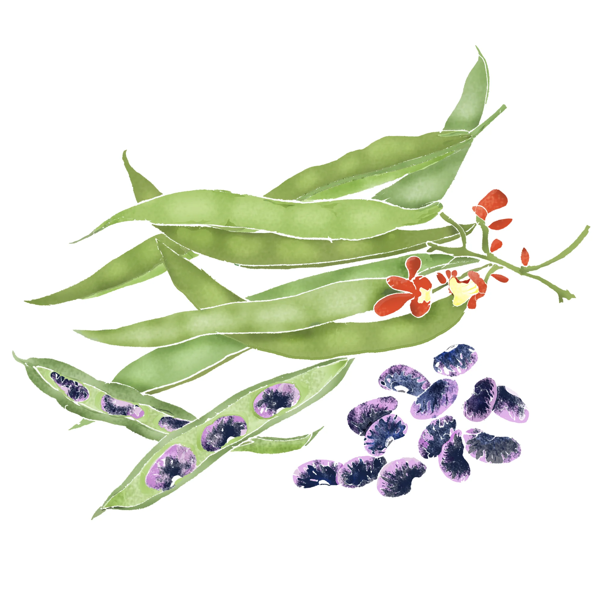 R - Runner beans