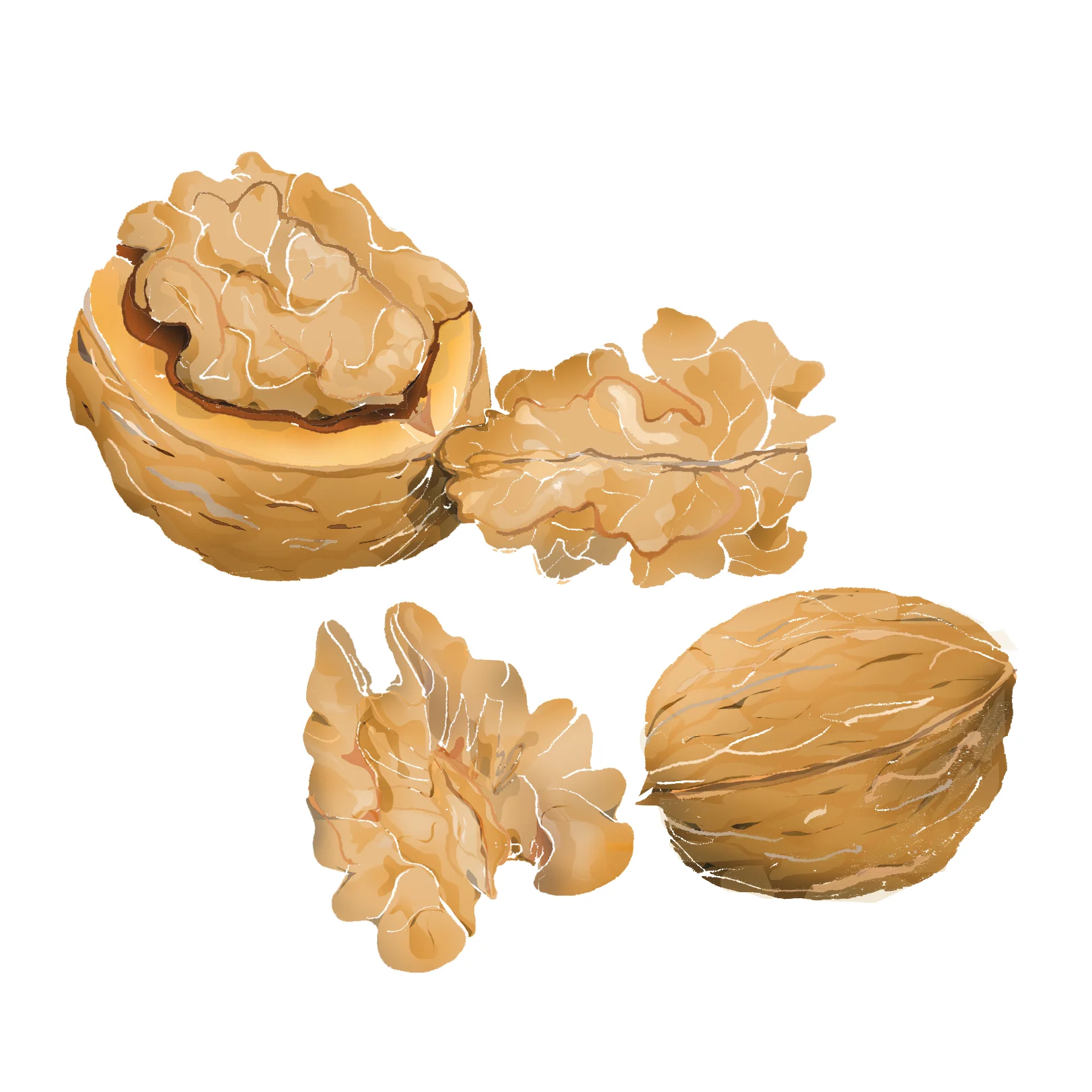 W - Walnut