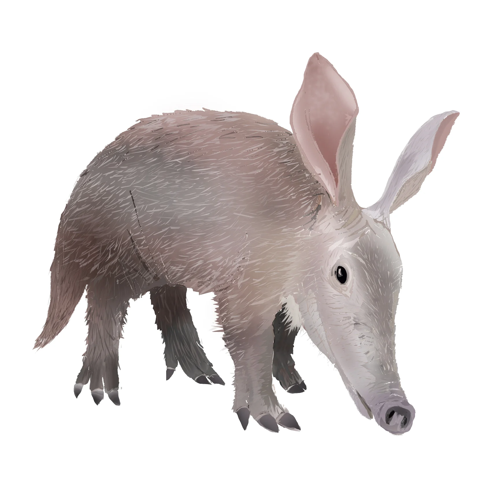 A - Ardvark