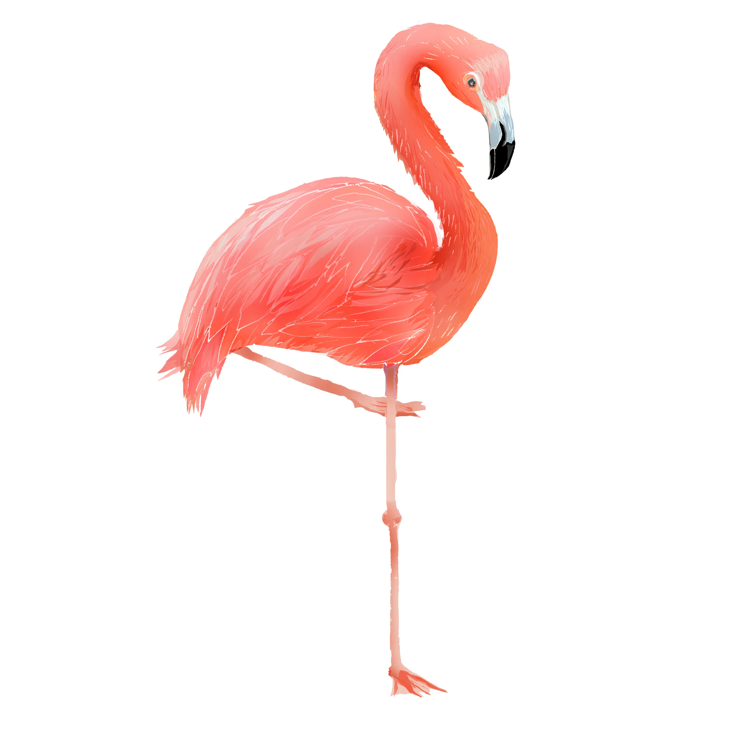 F - Flamingo