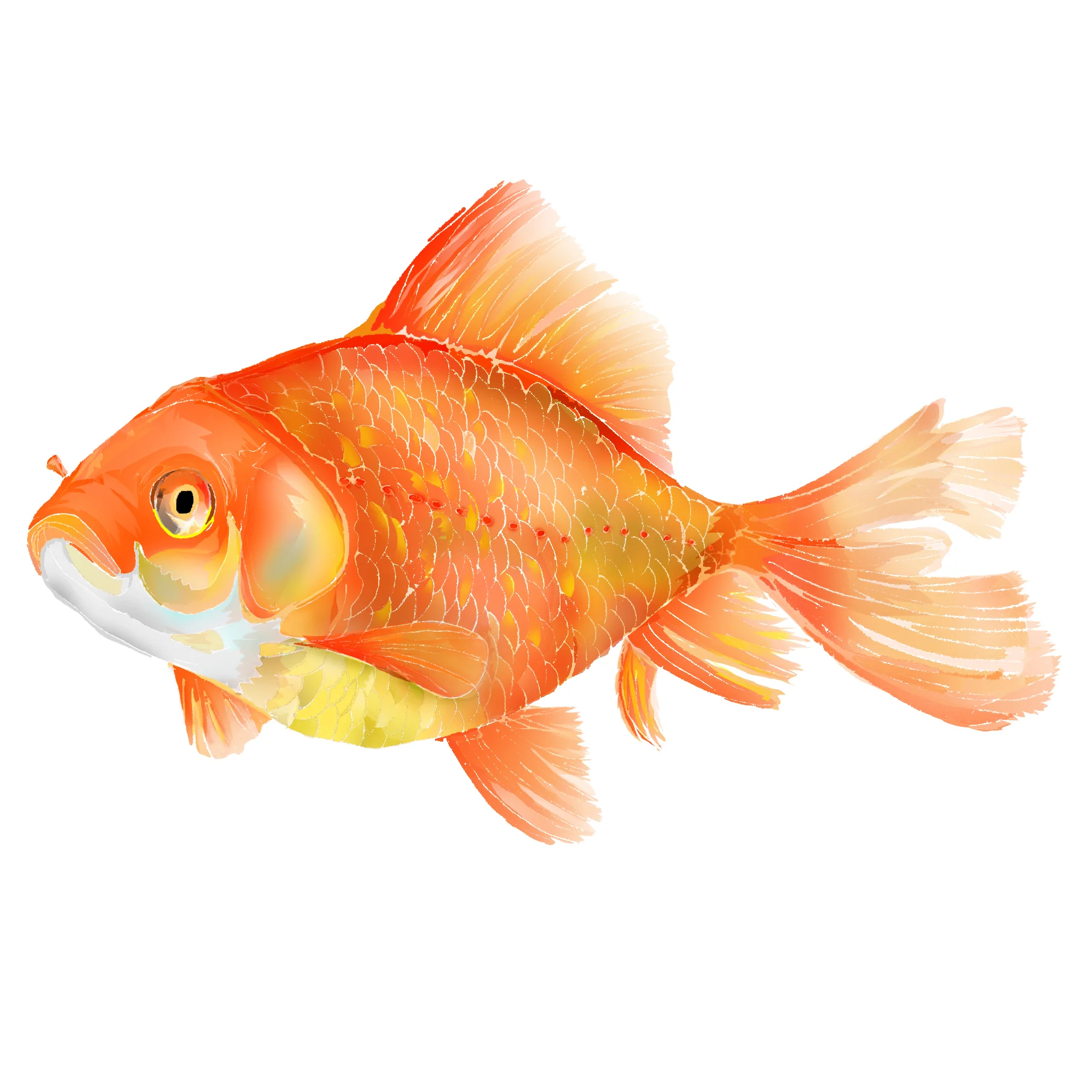 G - Goldfish