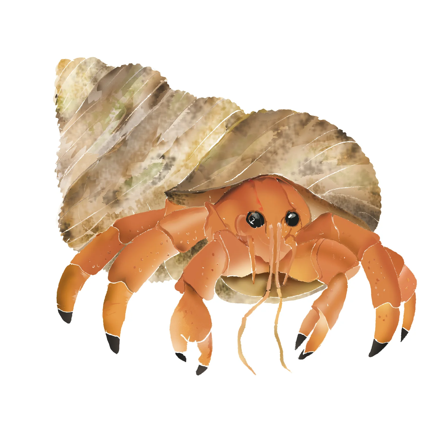 H - Hermit crab