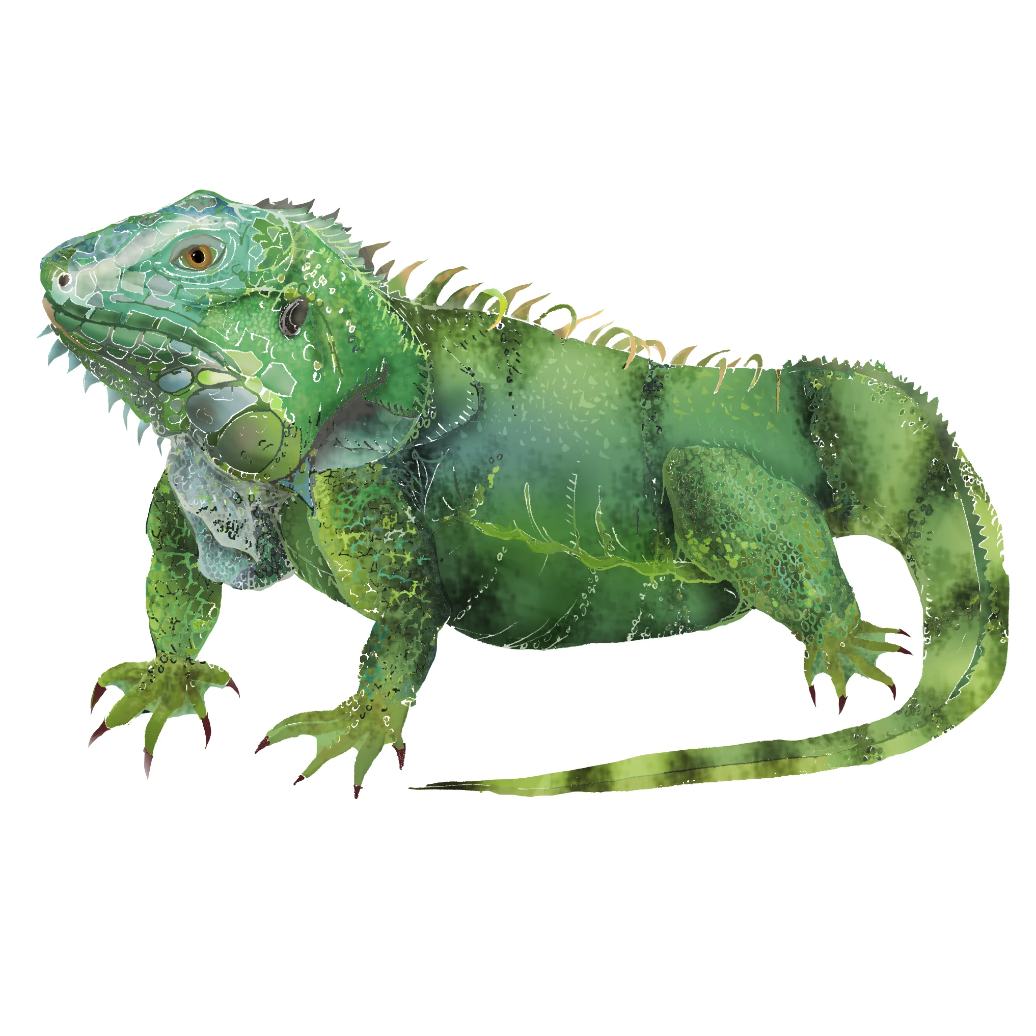 I - Iguana
