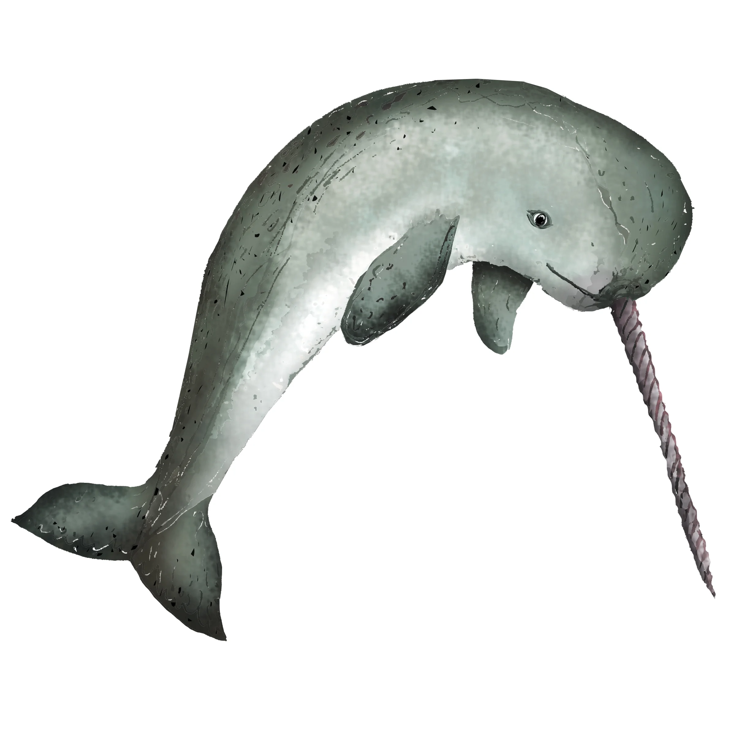 N - Narwhal
