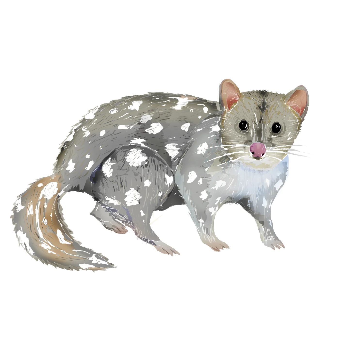 Q - Quoll