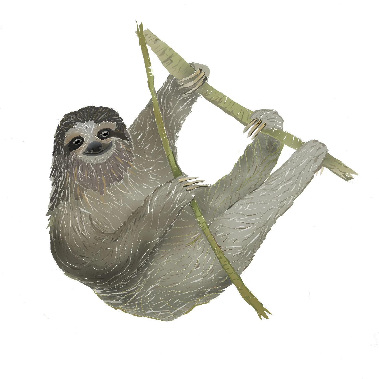 S - Sloth