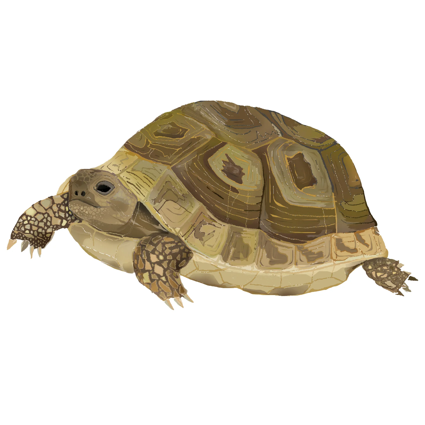 T - Tortoise