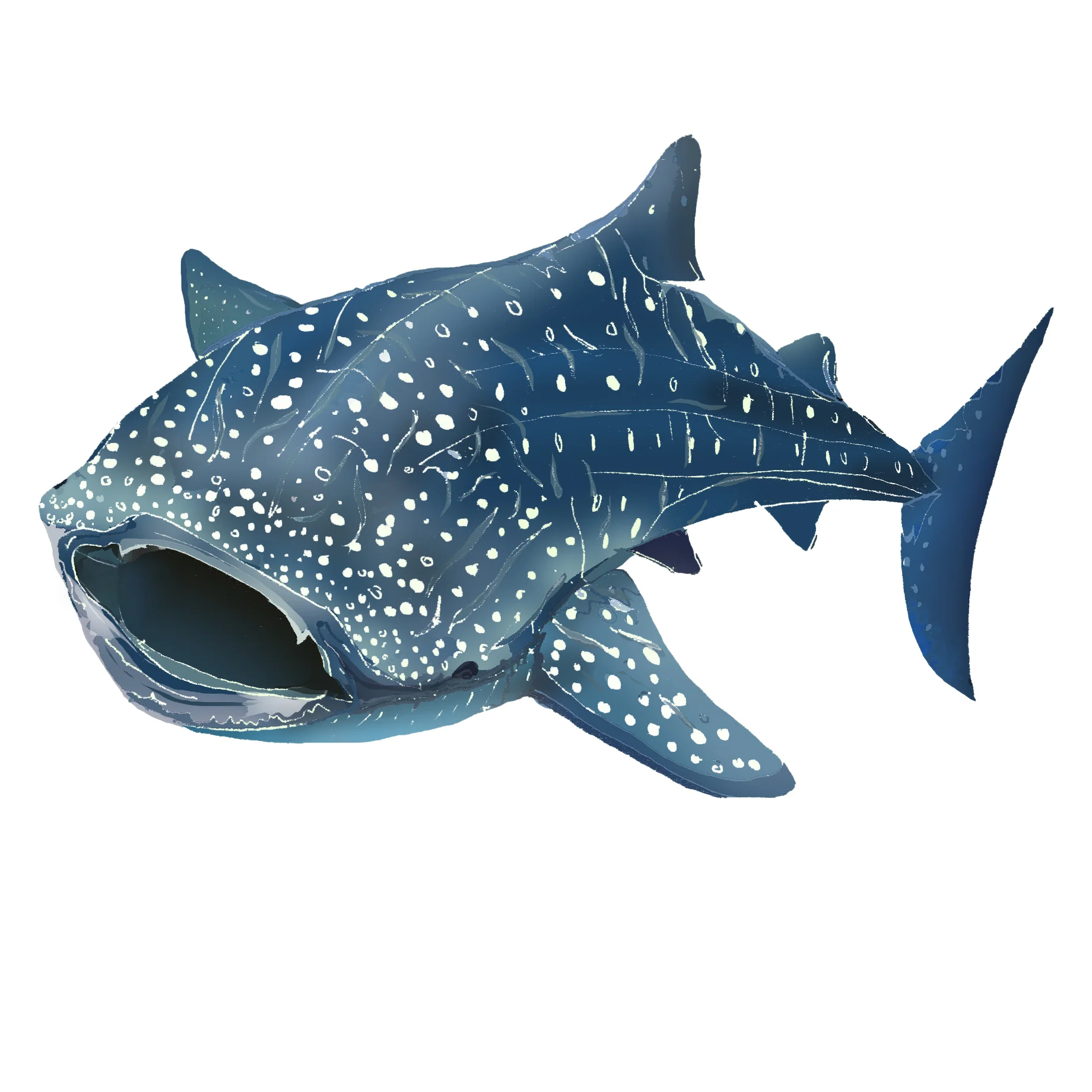 W - Whale shark