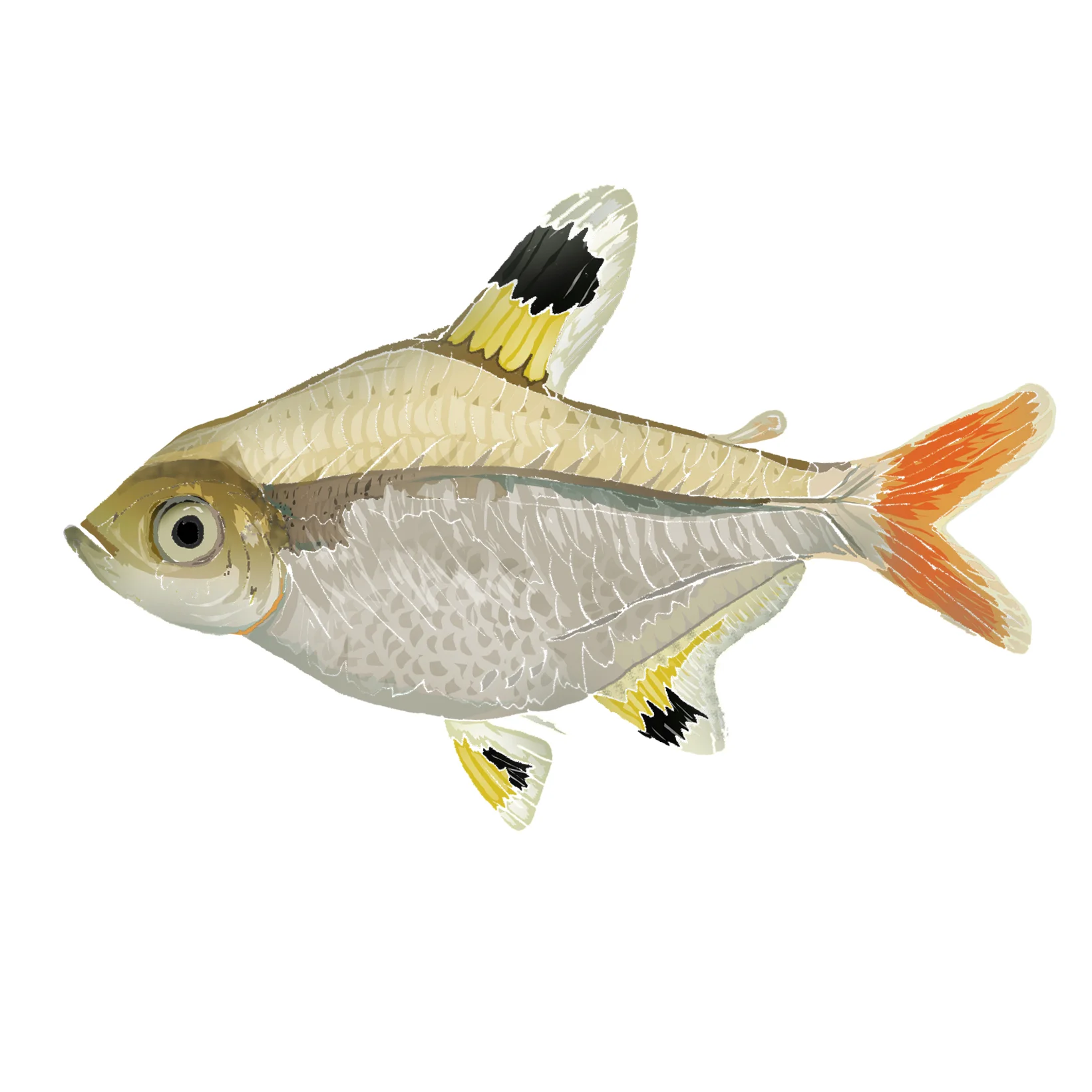 X - X-ray tetra
