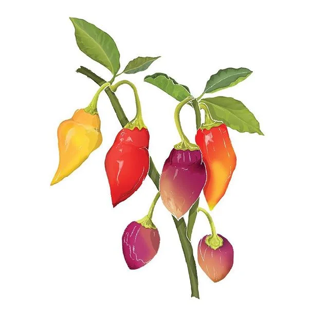 3/6 Chilli Illustrations commissioned by @chilligourmets 🌶 This variety is called Aji Limo (capsicum chinense) they are available to buy as greeting cards in local garden centres and farm shops across the Wirral and Chester! 👌🏼