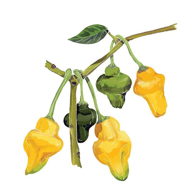 4/6 Chilli Illustrations commissioned by @chilligourmets 🌱 This one is the Yellow Bumpy (capsicum chinense) 💛 check out chilligourmets colourful Instagram to see lots of colourful Wirral grown chillies!