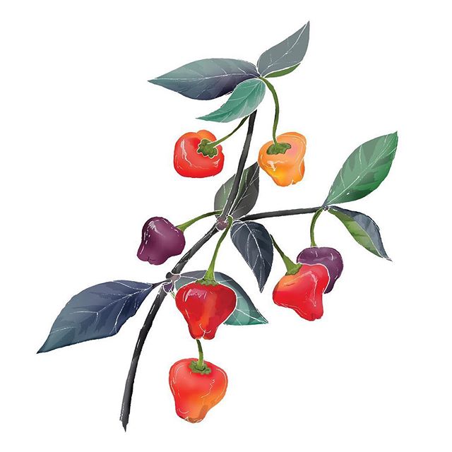5/6 Chilli Illustrations commissioned by @chilligourmets 🌶 this one is a Cherio Roxa (capsicum chinense) Looking forward to seeing @chilligourmets at a tasting @greensofoxton this Saturday! If you are in the area come along and try her tasty chilli sauces! 🔥🙌🏼