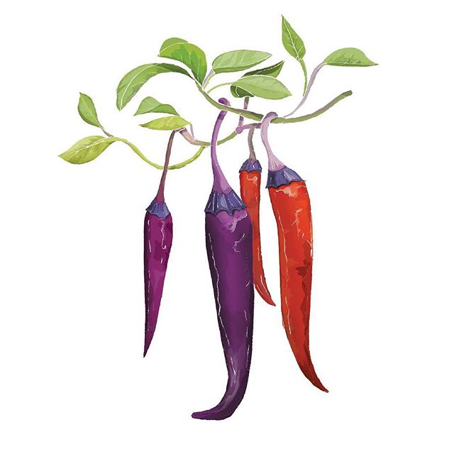 6/6 Chilli Illustrations commissined by @chilligourmets 🌶 These lovely chillies are Purple Haze (capsicum annuum) I love their purple stalks if that’s even the correct terminology!❤️💜🖤