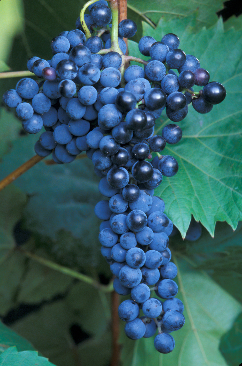 1 FOCH Wine Grape Vine Plant 1-2 Year Organic Grown GRAPES FOR RED WINE 