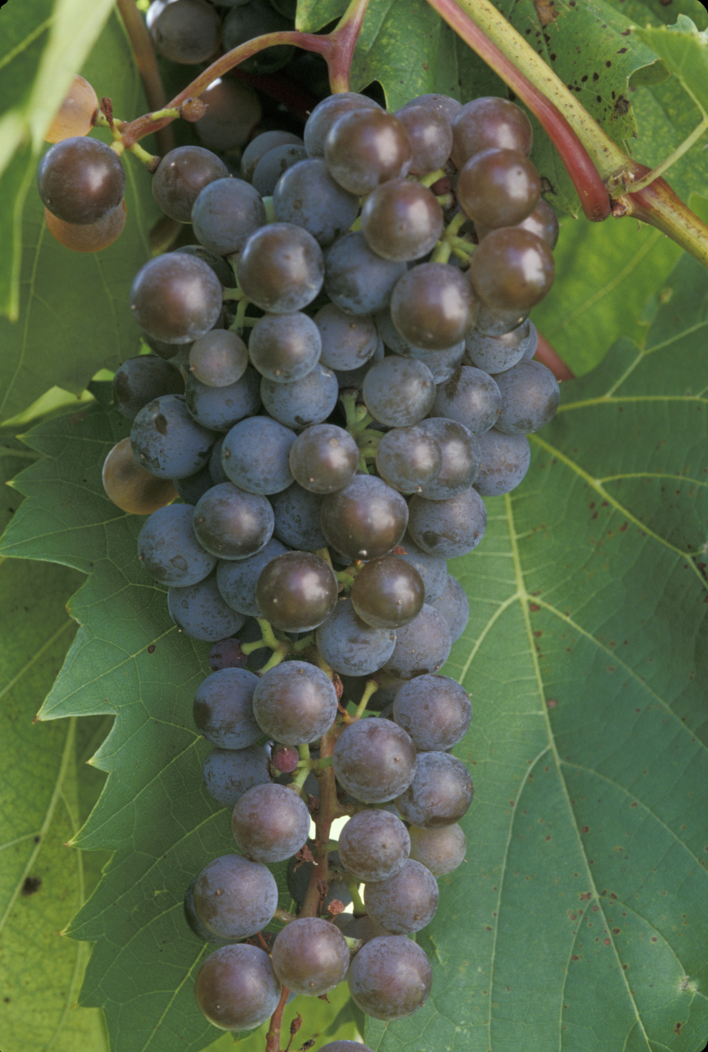 Виноград фронтиньяк описание сорта. Виноград фронтиньяк. Виноград фронтиньяк описание сорта. Виноград фронтиньяк описание сорта. Виноград гибрид альфа.