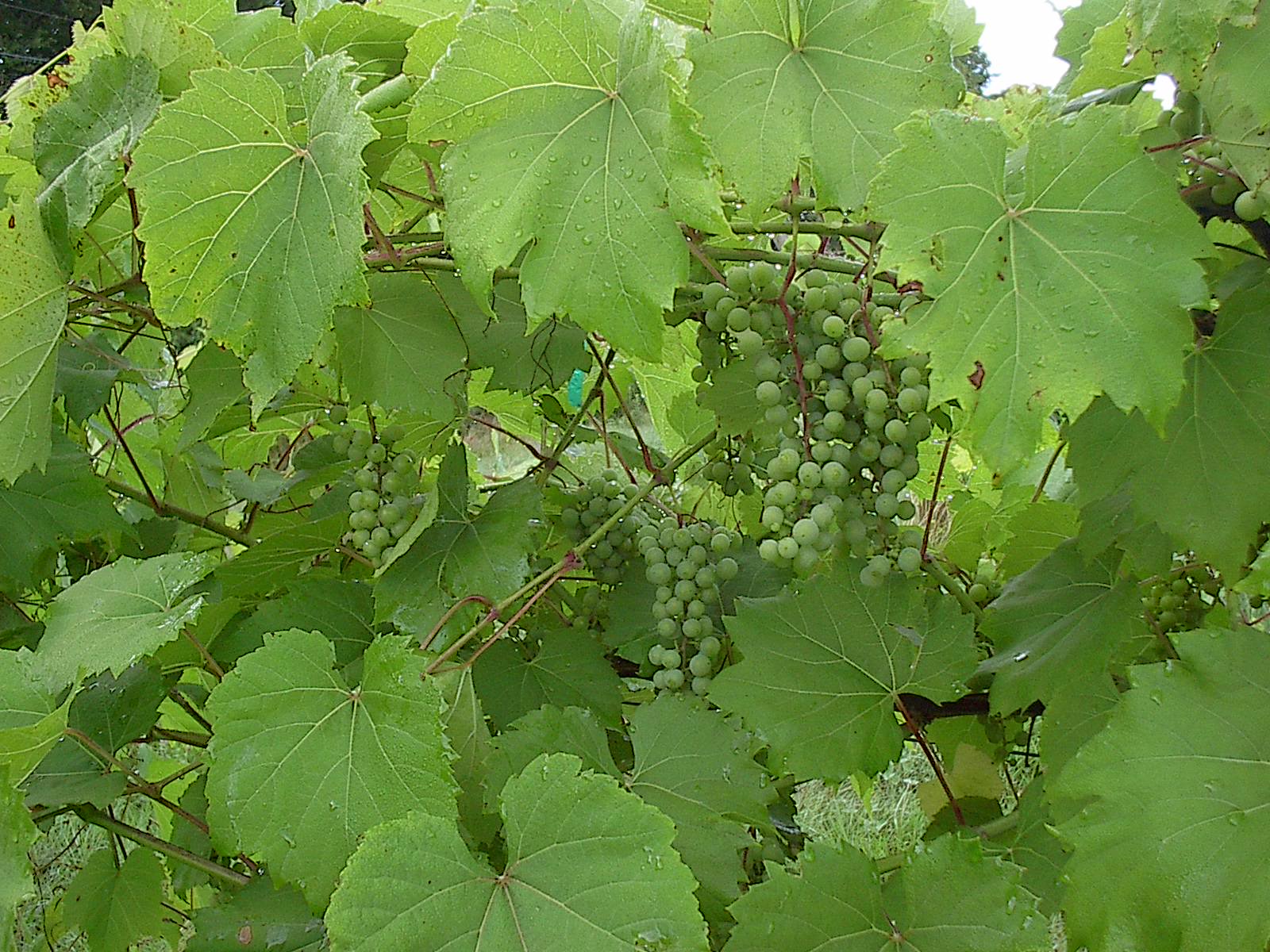 Frontenac Grapes.JPG