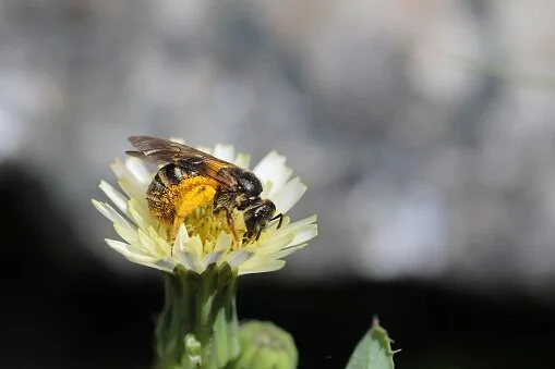 10 Ways to Beat Spring Allergies