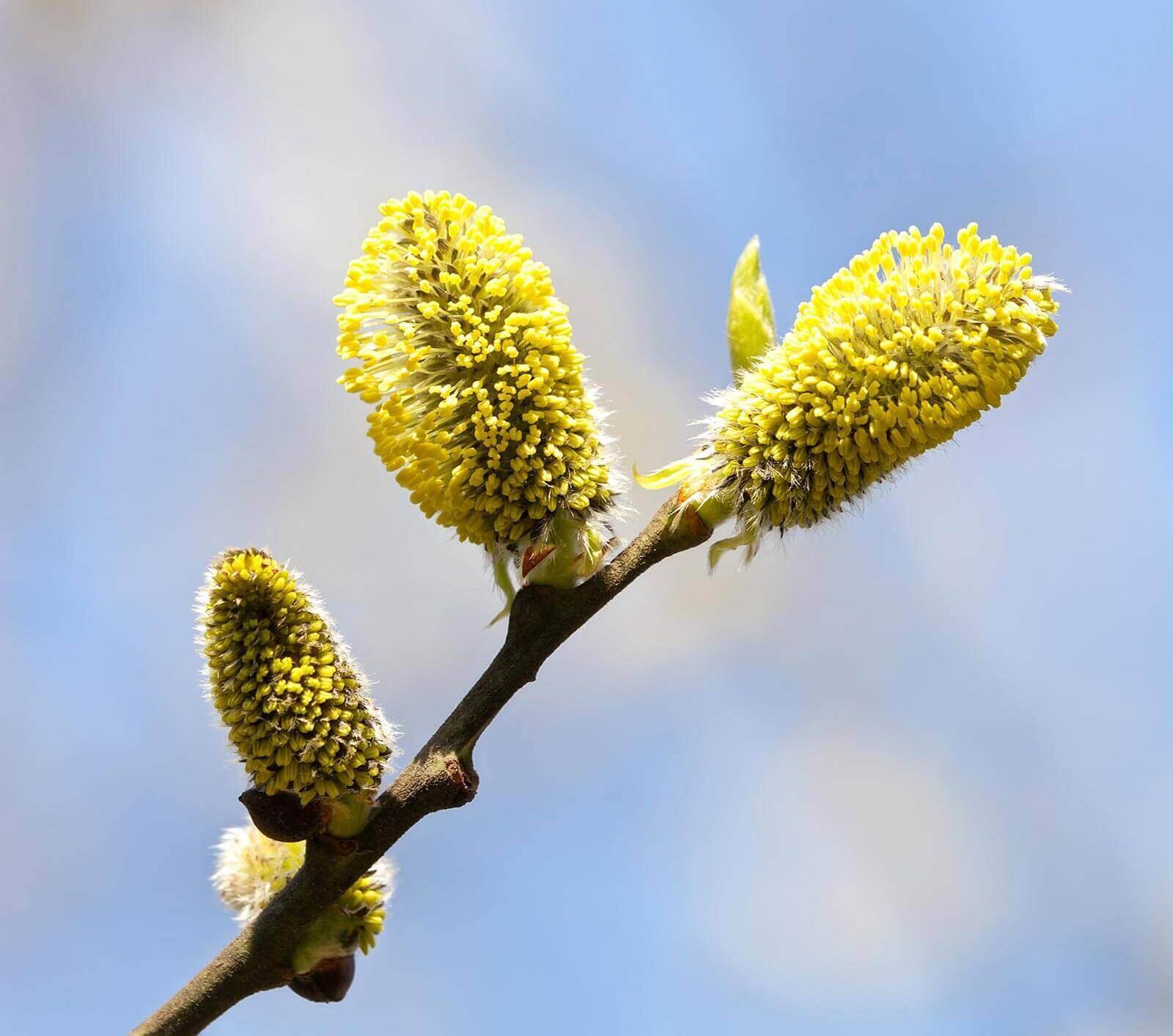 OAT-Seasonal-Allergies-Handbook-Banner-Image.jpg