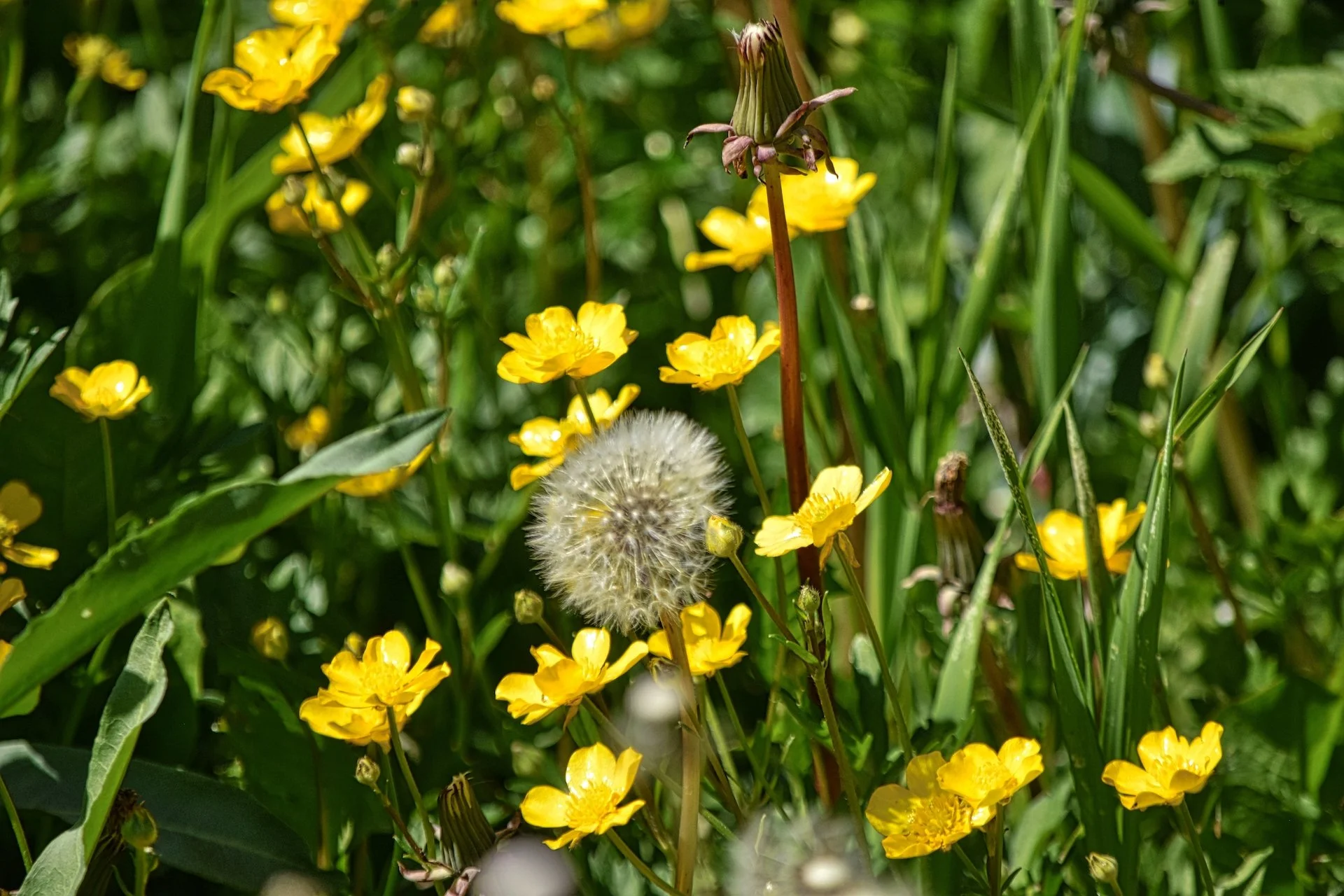 Tips To Deal With Springtime Allergies