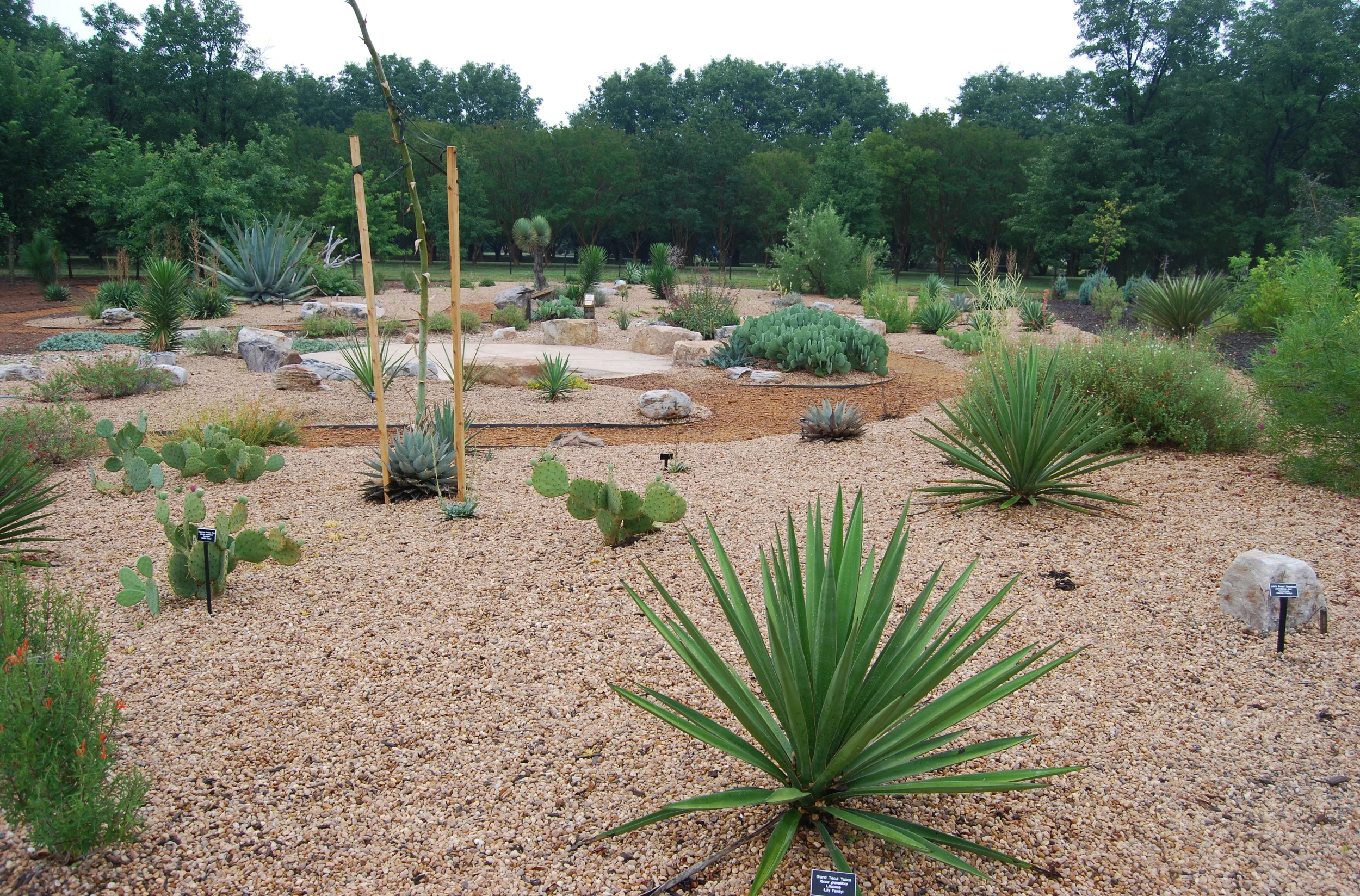 Desert 003 NBG 7-5-08.JPG