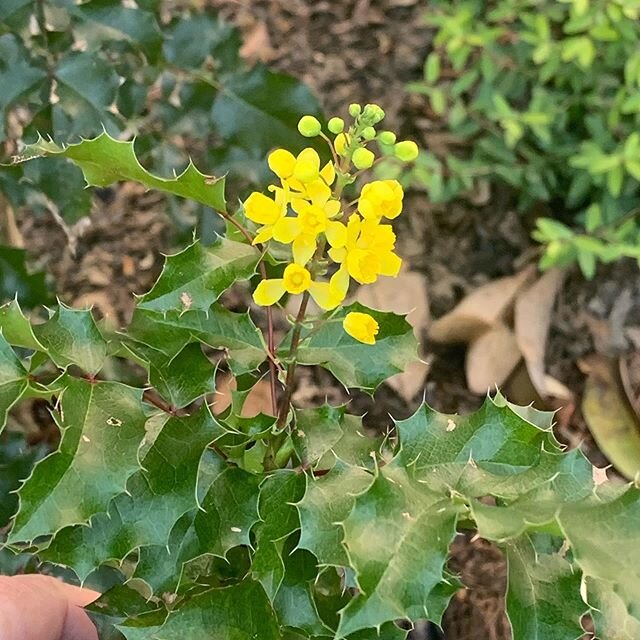 Mahonia ‘Skylark’ #plantsofinstagram #jcraulstonarboretum