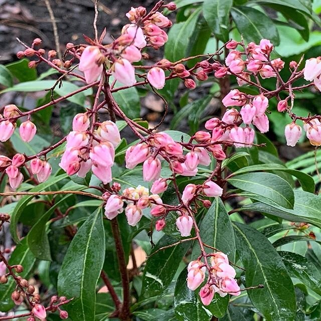 Pier is japonica ‘Shy’ #homegarden #plantsofinstagram