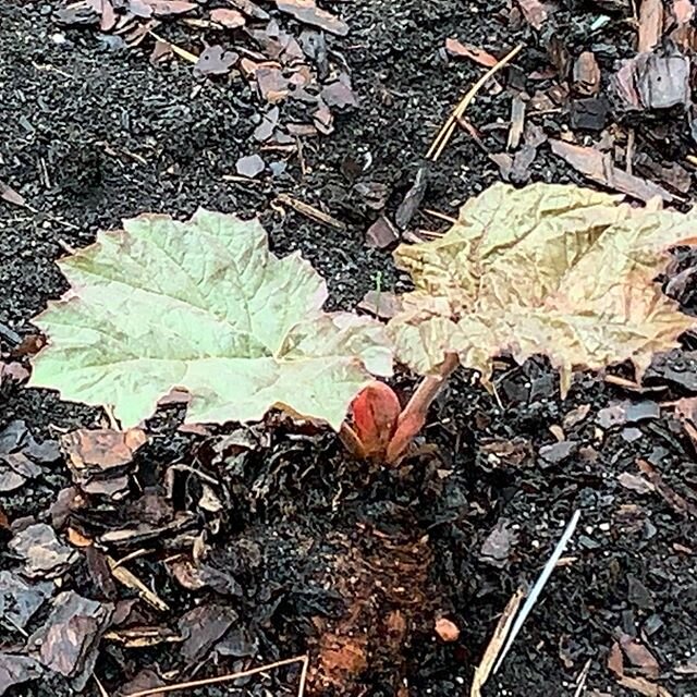 The first time I’ve kept Rheum palmatum v. tanguticum alive over a summer. Hope it’s even bigger and better this year. #homegarden #plantsofinstagram