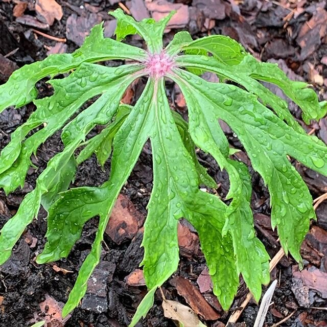 A favorite of mine since I first saw it nearly 2 decades ago. Syneilesis aconitifolia, an odd predate leaves aster which emerges covered in silvery hairs. #homegarden #plantsofinstagram