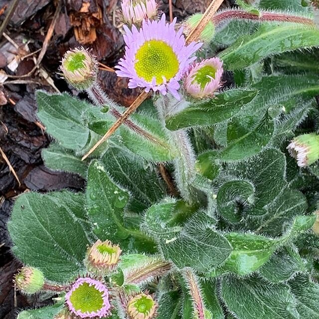 Erigeron pulchellus ‘Meadow Muffin’ #homegarden #plantsofinstagram