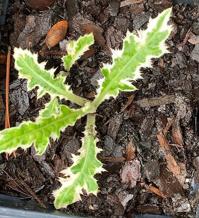 Cirsium japonicum ‘Shiro Fukurin Fu’, a new (to me) white edged thistle. #homegarden #plantsofinstagram