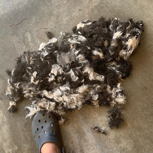 Bernadoodle starter kit.