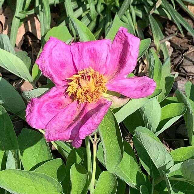 Paeonia caucasica #homegarden #plantsofinstagram
