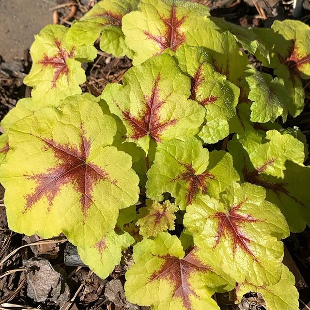 Heucherella ‘Catching Fire’ #homegarden #plantsofinstagram
