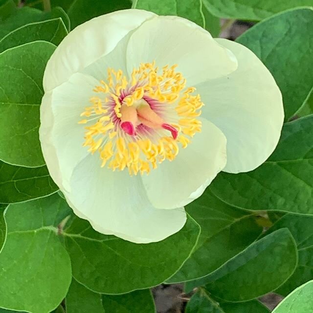 Paeonia mlokosewitschii flowering for the first time in the #homegarden #plantsofinstagram