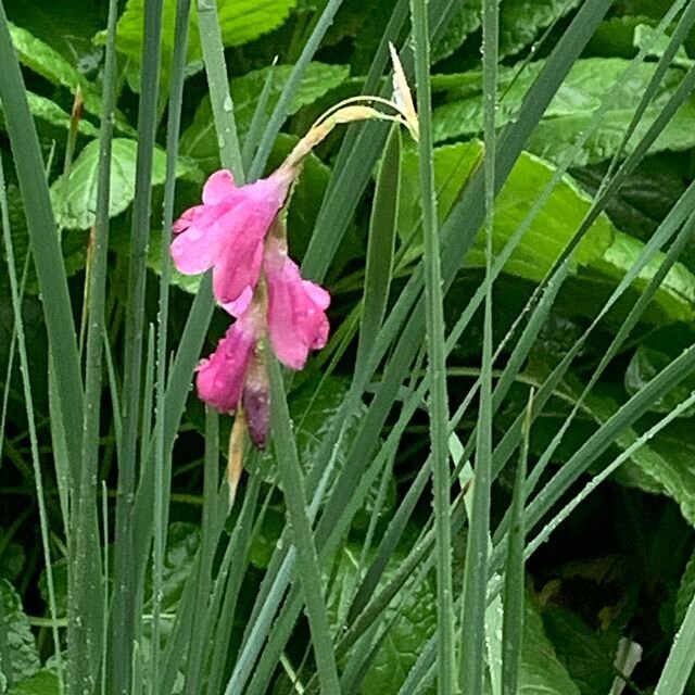 Dierama mossii in the #homegarden. Known as angel’s fishing rods or wandflowers. I’m not sure why you don’t see these more often in the southern US.
