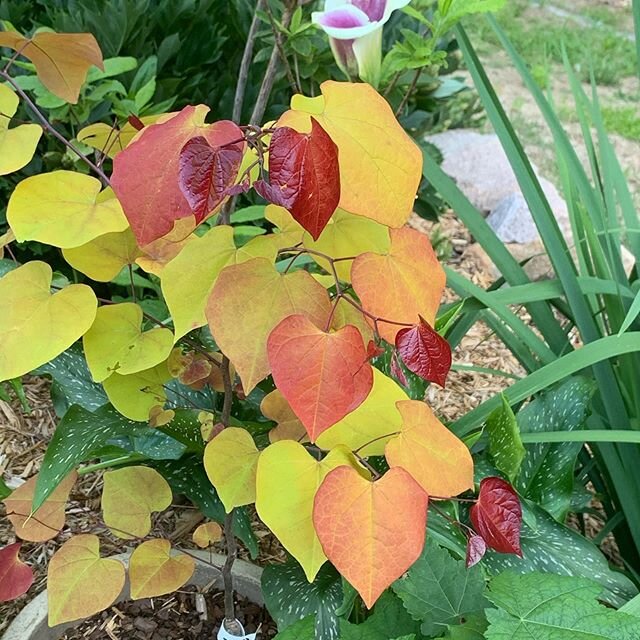 The stunning Denny Werner/ #jcraulstonarboretum introduction, Cercis Flame Thrower showing off in the home garden. #plantsofinstagram