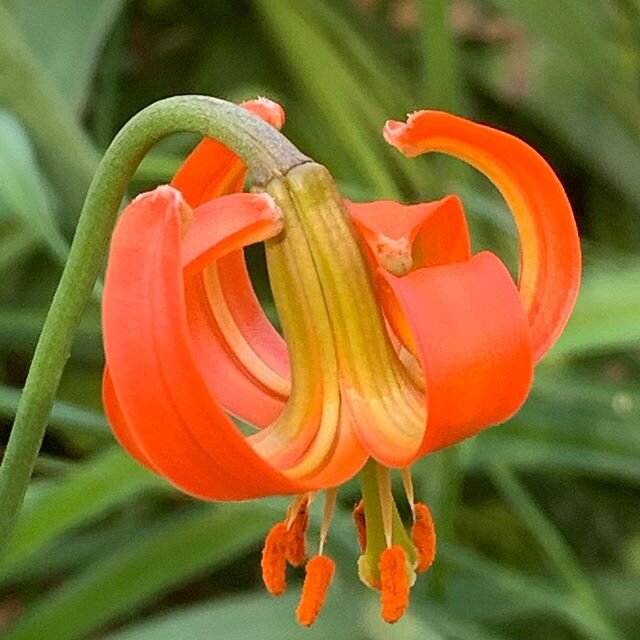 Lilium callosum in the home garden. A small species from China introduced to the west from the Tangtse Gorges by Henry. Not sure why it isn’t more widely grown. 2.5cm flowers on 60 cm stems. #plantsofinstagram