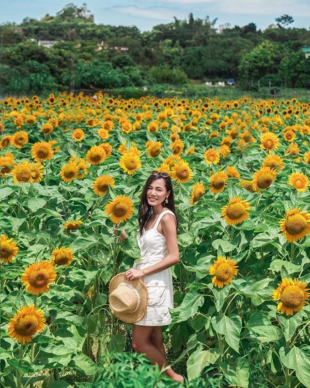 🌻never thought I&rsquo;d find such a beautiful sunflower field in Hong Kong🇭🇰 there&rsquo;s so much more to this vibrant city besides the iconic skyline and cityscapes 🏙 This pandemic has kept us home, and it feels amazing to explore within our o