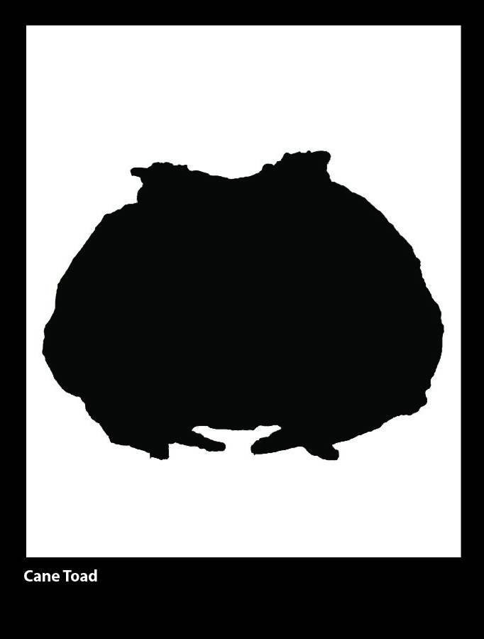 Cane Toad