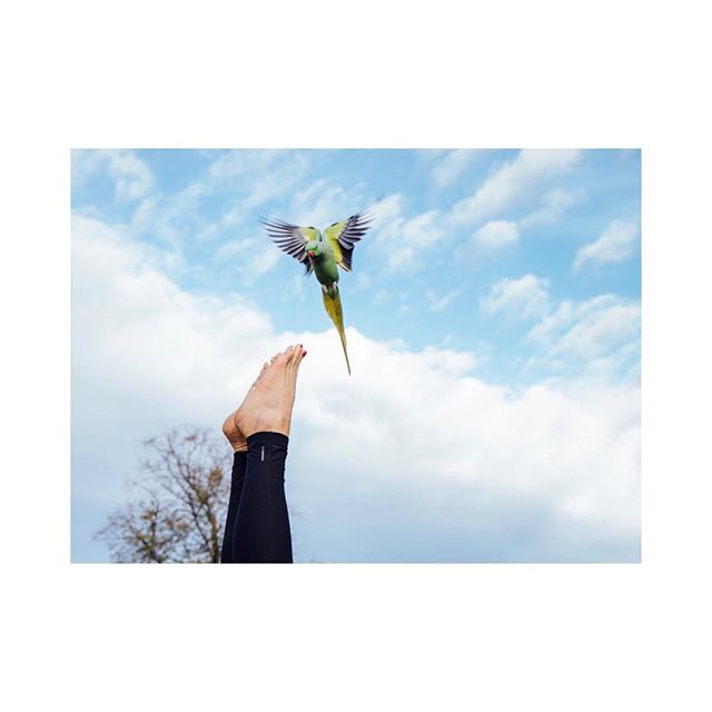 ! this would never have happened if we were trying to make it!
with the beautiful feet of @lauramcbride_ .
.
.
.
.
.
.
#happyaccidents #parakeetsofinstagram #parakeetshydepark #feetporn #hydepark #blueskies