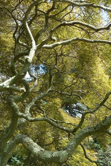 The amazing Spider Leaf Maple (Acer palmate “Ornatum’) not far from the front door of Coe Hall.