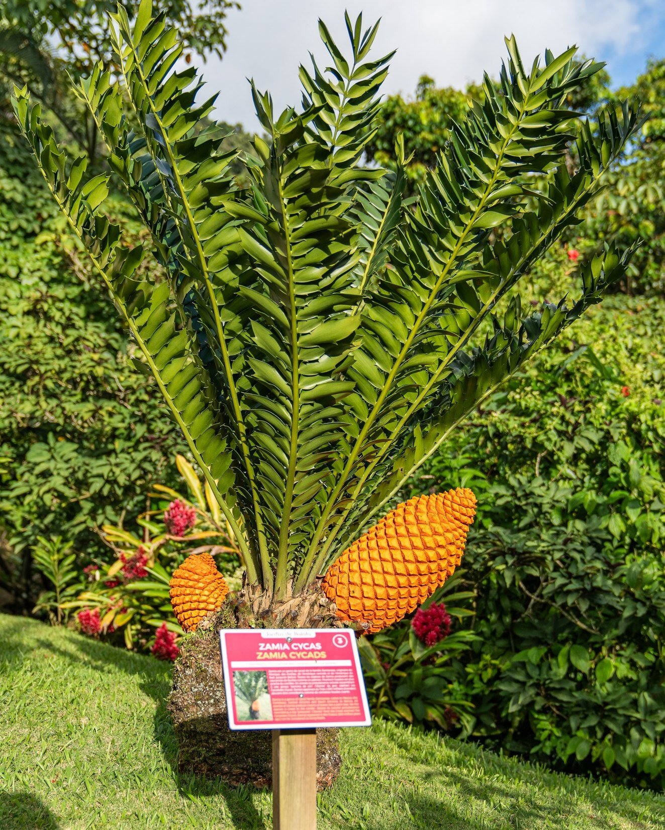 Le Zamia cycas du Jardin de Balata a r&eacute;cement fait le show ! ✨🤗
C'est un spectacle &agrave; lui tout seul et ses floraisons sont aussi belles que rares ! 
Qui sont les chanceux qui l'ont vu en fleur au jardin ?😍

#jardindebalata #martinique 