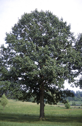 Swamp White Oak. Photo: Ohio DNR